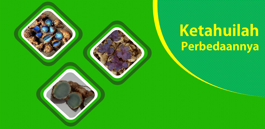 Perbedaan Kunyit Hitam, Jahe Hitam dan Temu Hitam
